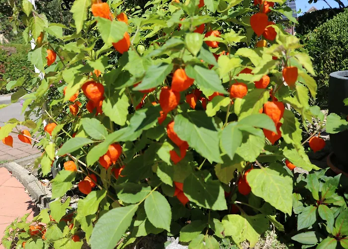 Hotel Brigitte Bad Krozingen